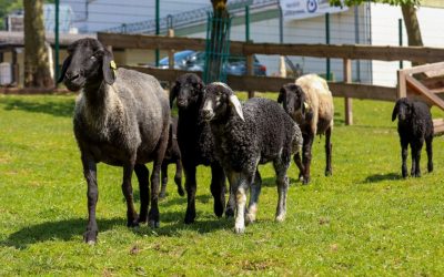 Schöner Ausflug zum Tierpark Merzig