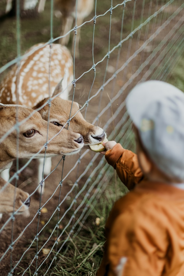 Tierpark Freisen